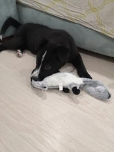 Peluche suave de cebra con sonido de tigre para mascotas, juguete para mascotas