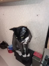 Cortadora de pelo eléctrica profesional para mascotas, máquina de aseo recargable para cortar el pelo de animales, afeitadora para perros y gatos