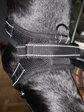 [TAILUP] Envío gratis  productos para mascotas, arnés de perro grande k9, Collar brillante Led para cachorros, chaleco para mascotas, accesorios para mascotas, Chihuahua, Dropship