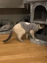 Jacket Outfits Dog Coat Pug-Costume Small Dogs Soft Chihuahua Cartoon Fleece Winter Warm