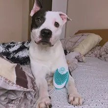 Cepillo para baño de perro y mascotas, peine de silicona para champú para SPA, masaje, ducha, depilación, herramienta de aseo, 2020