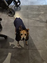 Pet-Dog-Clothes Clothing Coat Jacket Outfit Pets-Puppy-Costume French Bulldog Small Dogs