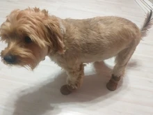 Warm Pet Dog Cat Winter Shoes For Dogs Non-slip Dog Snow Boots Chihuahua Shih Tzu Shoe