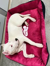 Pet-Bed Puppy Kennel Large Dog Waterproof House Cat-Litter Paw-Print for Four-Seasons