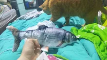 Fish-Toys Simulation Biting-Supplies Electric Playing Dog-Cat-Chewing 30CM for Pet-Cat-Toy