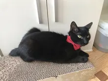 Encantador Collar de perro ajustable resistente al desgaste de Nylon Arco-Diseño de nudo Collar para mascota para la vida diaria gato ajustable Collar