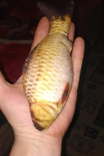 Pet Soft Plush Creative 3D Carp Fish Shape Cat Toy Gifts Catnip Fish Stuffed Pillow Doll