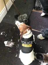 Traje de policía para Cosplay de perros y gatos, chaleco elástico negro, camiseta de cachorro, accesorios, ropa, disfraces