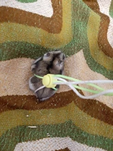 1,4 m 2,0 m ajustable correa de hámster arnés cuerda jerbo de algodón cuerda arnés Collar de guiar por rata ratón mascota hámster correa de jaula