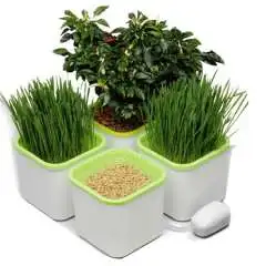 

Proraschivatel "health treasure х4"