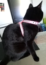 Collar de perro ajustable productos para mascotas Collar para perro arnés correa de liberación rápida Rhinestone Bling de cuero de la PU 1 PC