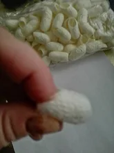 Bolas de gusano de seda para el cuidado de la piel, exfoliante blanqueador, eliminador de espinillas, capullos de seda Natural, 100 Uds.