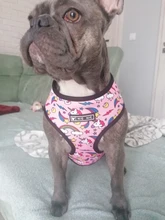 Dog-Harness Leash-Set Pets-Puppy No-Pull Dogs French-Bulldog Small Pug Breathable 