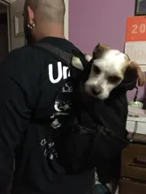 Backpack Dog-Carrier Bicycle Dog-Outcrop-Bags Traveler Outdoor Pet-Shoulder Hiking Breathable