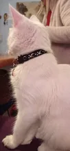 Collar de Gato con hebilla de Luna y estrellas para gato, Collar ajustable adecuado para cachorros y gatitos, suministros de hebilla