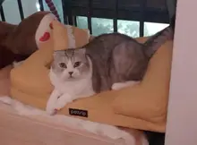 Bed Sofa Pet-Beds Pet-Cushion-Mat Removable Cat Kennel Dog Small for Medium Big-Dog Lounge