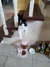 Pet Dog Cat Bowl Fountain Automatic Water Food Feeder Dispenser Container For Cats Dogs