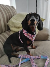 Arnés de Mascota para Bulldog Francés, correas pequeñas y medianas para perros, chaleco de cachorro francés, correa de plomo para perro que camina, productos para mascotas