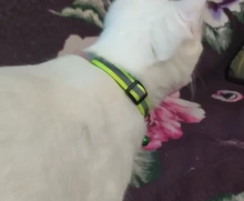 Seguridad Breakaway Cat Collar de perro correa de Nylon reflectante gatito cachorro mascota con campana de colores cachorro mascota Correa Accesorios