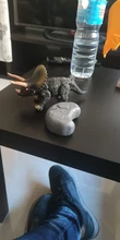 Dinosaurio a Control remoto para niños y niñas, juguete electrónico t-rex Dino con Roars para caminar, ojos brillantes