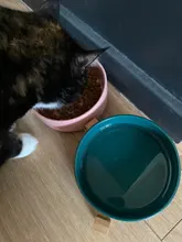 Cat-Bowl Product-Supplies Puppy-Feeder Pet-Food Dogs Ceramic Double And 