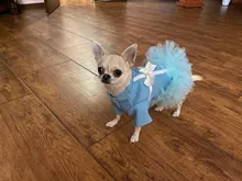 Coat Dress Teddy Poodle-Clothes Puppy Small-Pet Dog Winter Autumn with Letter Bowknot