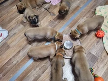 Dog-Bowl Puppy-Litter Silverstainless-Feeder Pets Dish-Weaning Food-Feeding Water And