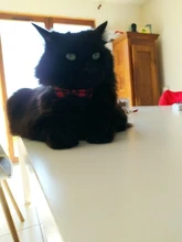 Small Dog Necklace Collar Puppy Party-Bandana Bulldog Chihuahua Bowknot Plaid Cotton