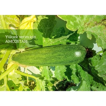 

AMCOSTAR F1 Kabak Tohumu 1000 Adet