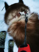 Leash Set Collars Lead Name Custom Personalized Adjustable Plaid Suit Id-Tag Faber