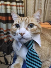 Pajarita a rayas para perro y gato, Collar ajustable para mascotas, corbata blanca para perro, y boda para fiesta, 2020