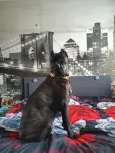 Dog-Chain-Collars Bulldog Pet-Training Stainless-Steel Metal Silver Strong for Large