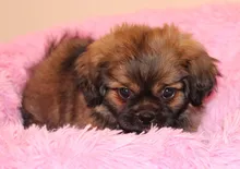 Pet-Mats House Sofa Dog-Bed Labrador Animals Plush Chihuahua Large Round Soft Coral Long