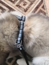 Arnés para perro o gato ajustable, reflectante, para gatos, exteriores, para perros pequeños, para caminar, Chihuahua, Terier