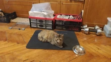Litter-Mat Clean-Pad-Products Cats-Accessories Double-Layer Waterproof Pet-Cat EVA 