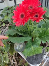 5 uds planta automática auto riego interior pelota alimentadora flores planta al aire libre agua latas de plástico agua riego