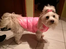 Ropa cálida de lana para perro, chaleco interior para mascota Bulldog, traje para cachorro, chaquetas para perro a prueba de viento, ropa de 8 colores para perros medianos y grandes