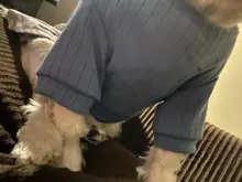 Dog-Dress Dogs-Skirt Yorkshire Summer Chihuahau Dot 