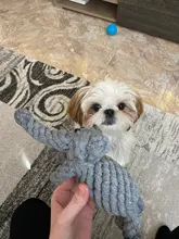 Pet-Toys Cleaning-Rope Puppy Chew Small Dog Animals-Shape Funny Teeth Cotton for Big