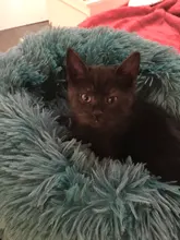 Saco de dormir en invierno para mascotas, caseta de lecho de gatos y perros supersuave, saco de dormir largo y afelpado para cachorros, esterilla portátil, tamaño de 46/50/60cm