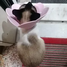 Collar antimordedura con forma de flor para gatos domésticos, protección para perros y cachorros, Collar de recuperación para mascotas