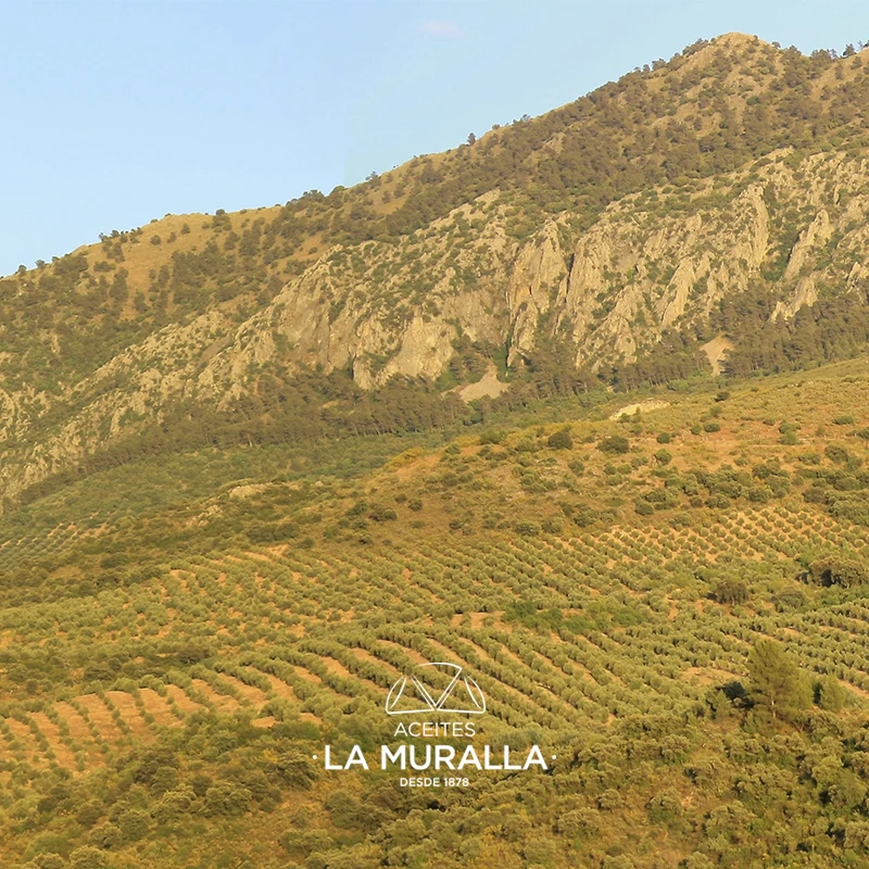 Extra virgin olive oil 5 litres (3 Garrafas), Cortijo La Muralla, Hojiblanca variety, cold extraction, AOVE 100% Natural