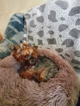 Cama de perro caliente de lana ronda perro perrera casa larga felpa invierno mascotas camas para perros medianos grandes perros gatos cojín del sofá suave esteras