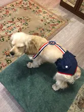 Panties Briefs Underwear Pet-Physiological-Pants Dog-Diaper Sanitary-Shorts Washable