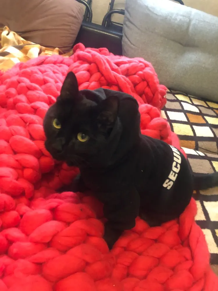kedi sweatshirt
