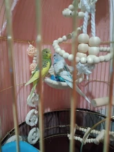 8Pcs/Set Bird Parrot Toys Wooden Hanging Swing Hammock Climbing Ladders Perches