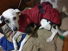 Jackets Dog-Coats Outdoor Winter Pet-Dog Dogs Large Medium for Warm Clothing Kurtka Ubranka