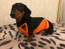 Proteger Corgi barriga delantal impermeable ropa de perro mascota pequeña pierna corta pierna perros mascotas ropa de Bulldog Francés traje para Pug S-L
