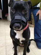 De policarbonato para perros ajustable máscara ladrar morder de la boca de malla boca aseo Anti deja de masticar