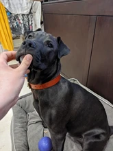 Collar personalizado de piel auténtica para identificación de perro, Collar pequeño mediano para perros gato, nombre de mascota personalizado y número de teléfono grabado gratis